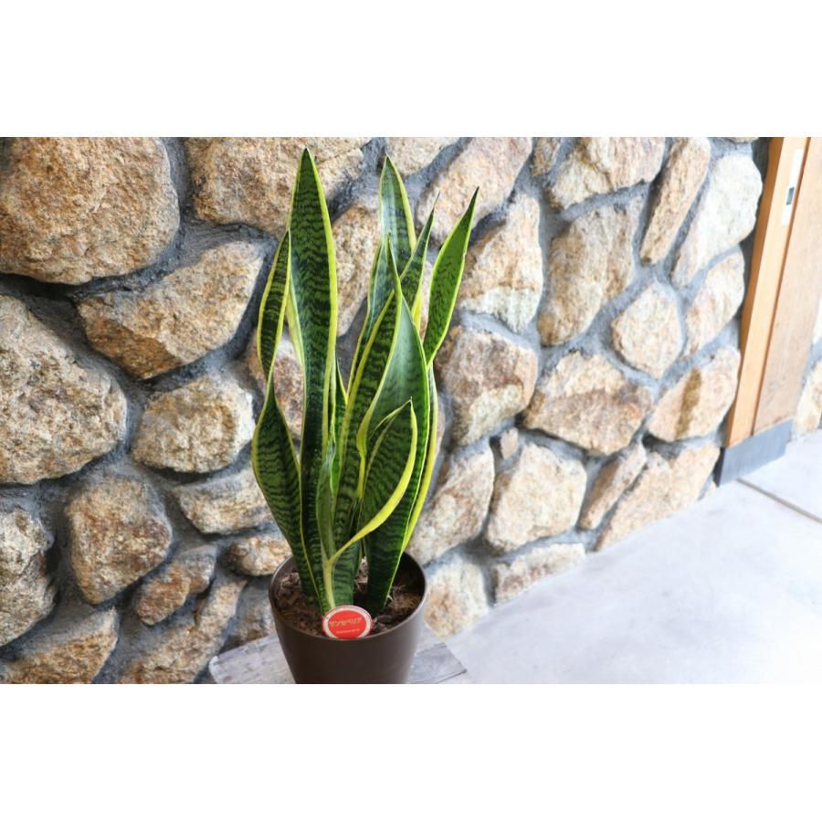 サンスベリア サンセベリア 6号鉢 マイナスイオン 観葉植物 Sansevieria5 グリーンプラザ山長ヤフーショッピング店 通販 Yahoo ショッピング
