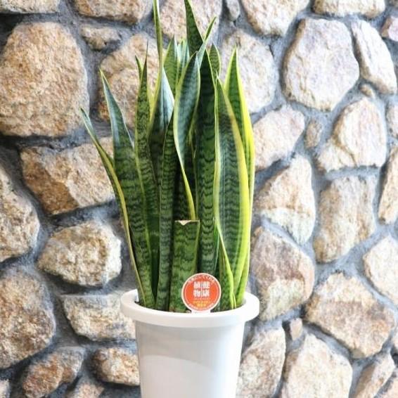 サンスベリア サンセベリア 7号鉢 マイナスイオン 観葉植物 Sansevieria6 グリーンプラザ山長ヤフーショッピング店 通販 Yahoo ショッピング
