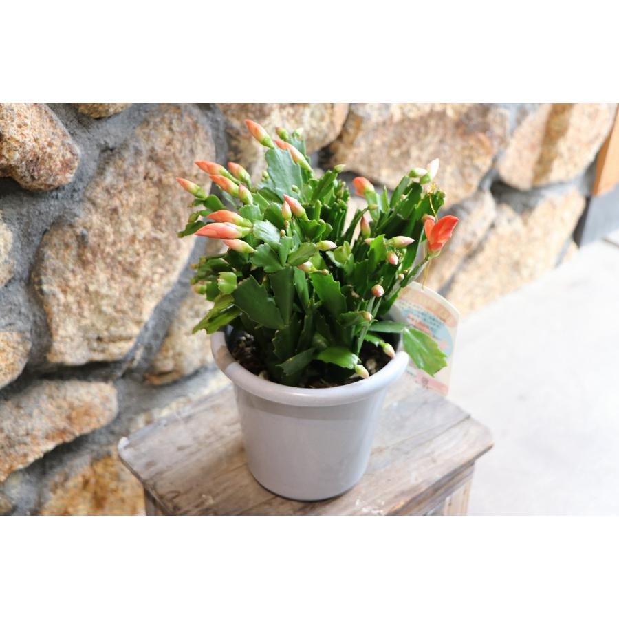 デンマークカクタス フリーダ 5号鉢 シャコバサボテン 鉢花 : グリーン