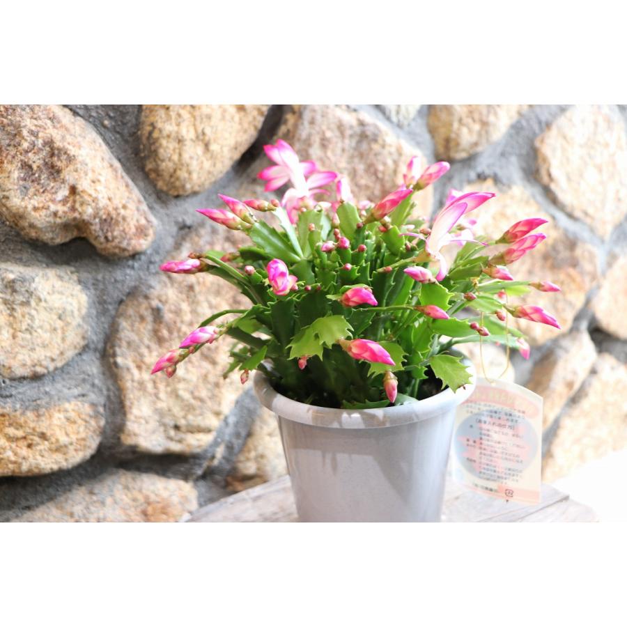 デンマークカクタス ニレ 5号鉢 シャコバサボテン 鉢花 : グリーン