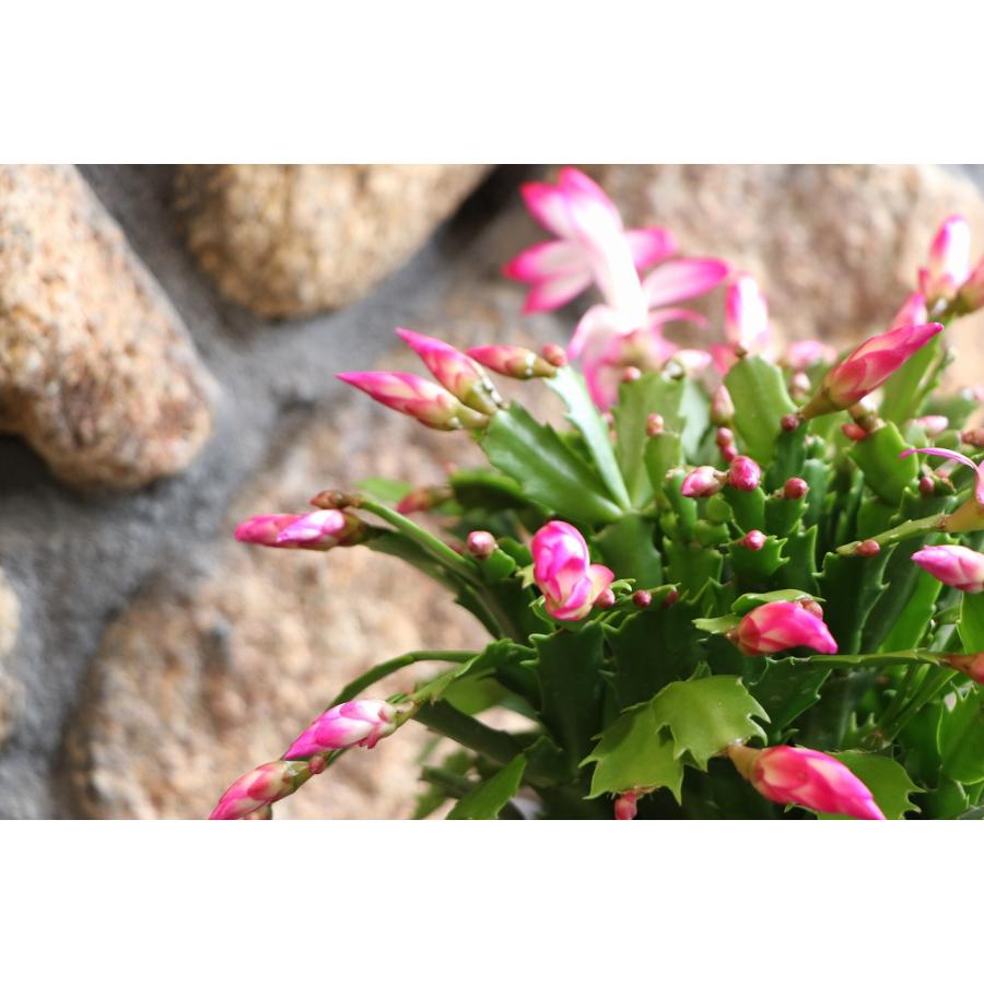 デンマークカクタス ニレ 5号鉢 シャコバサボテン 鉢花 : グリーン