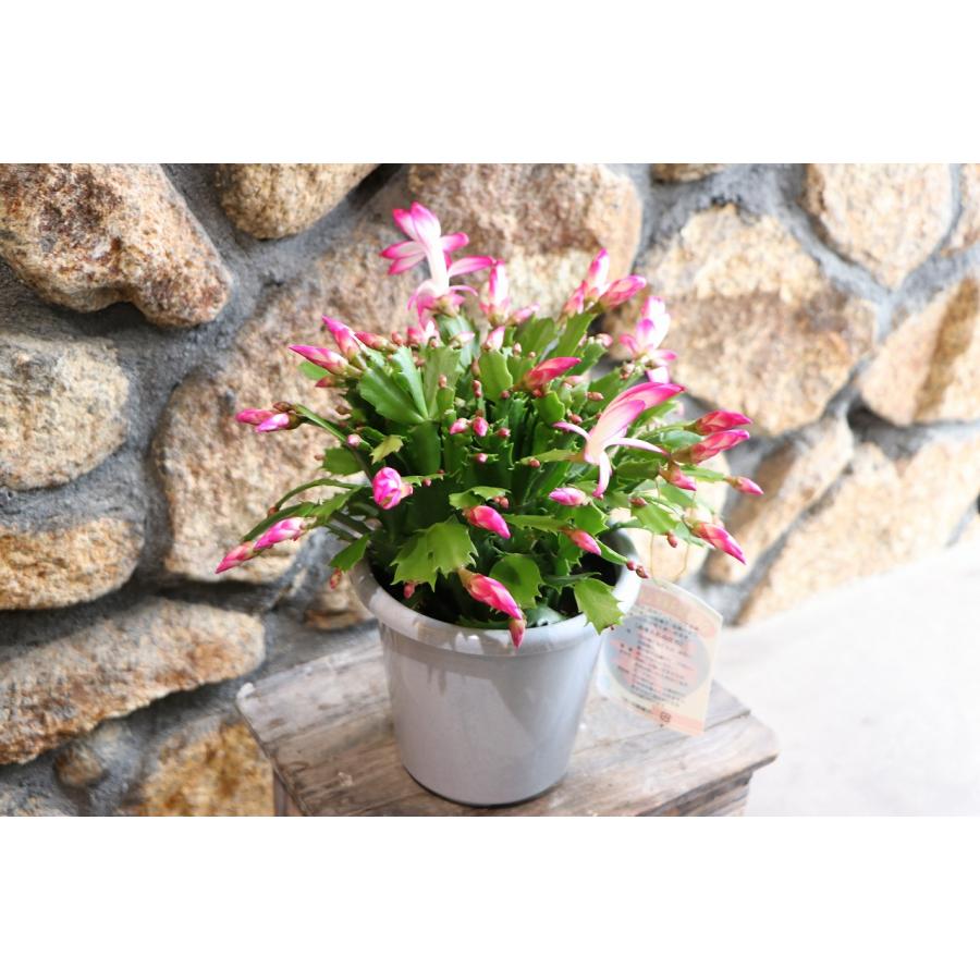 デンマークカクタス ニレ 5号鉢 シャコバサボテン 鉢花 : グリーン