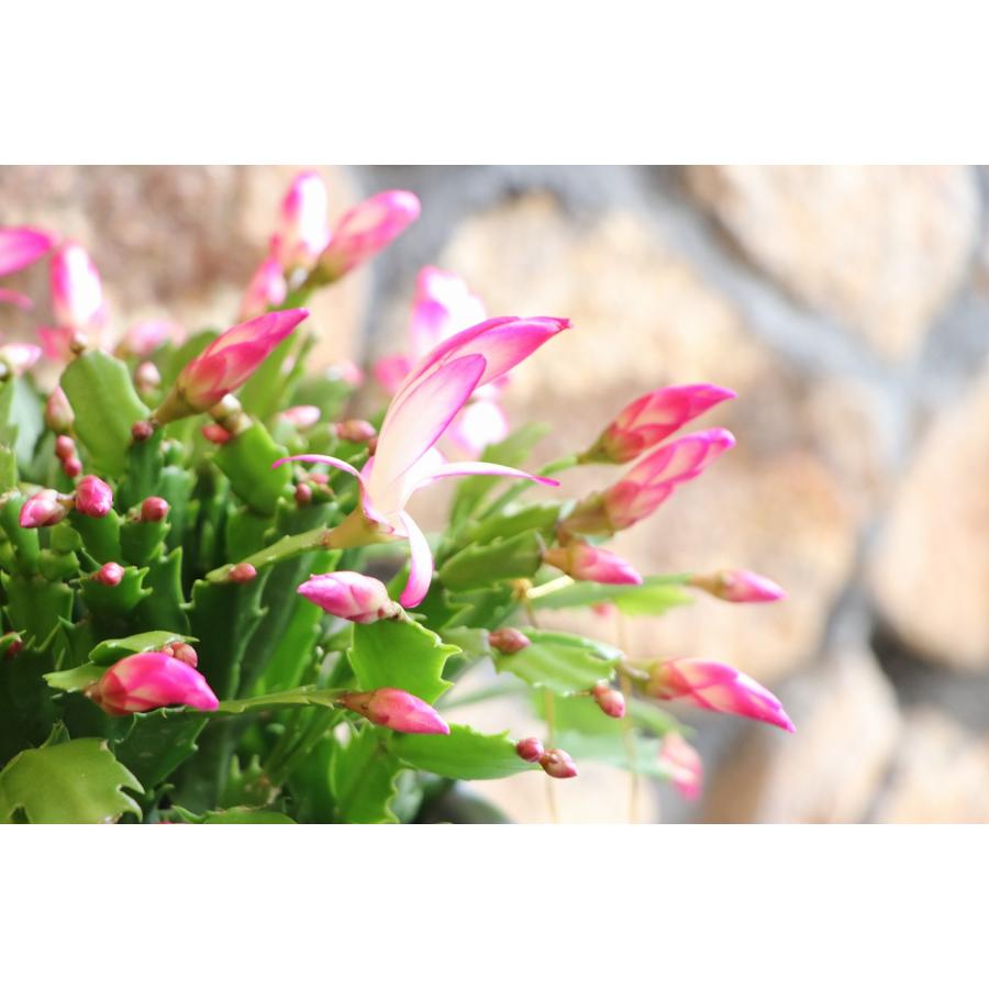 デンマークカクタス ニレ 5号鉢 シャコバサボテン 鉢花 : グリーン