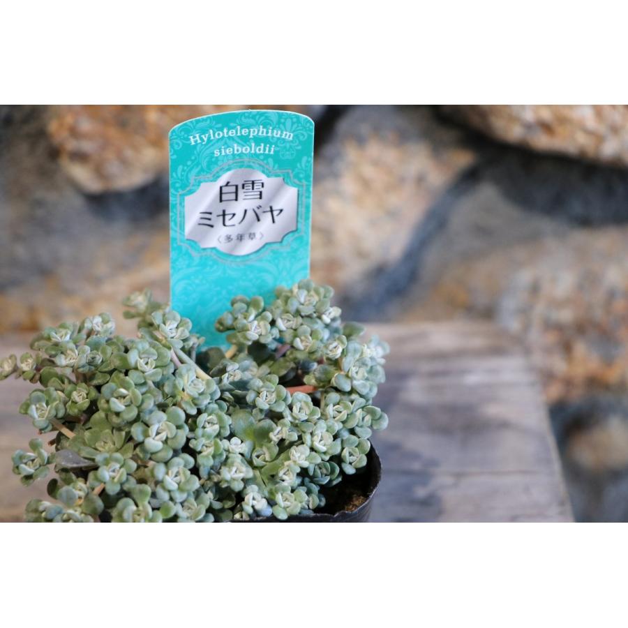 多肉植物 白雪ミセバヤ 2.5〜3号ポット苗 : グリーンプラザ山長