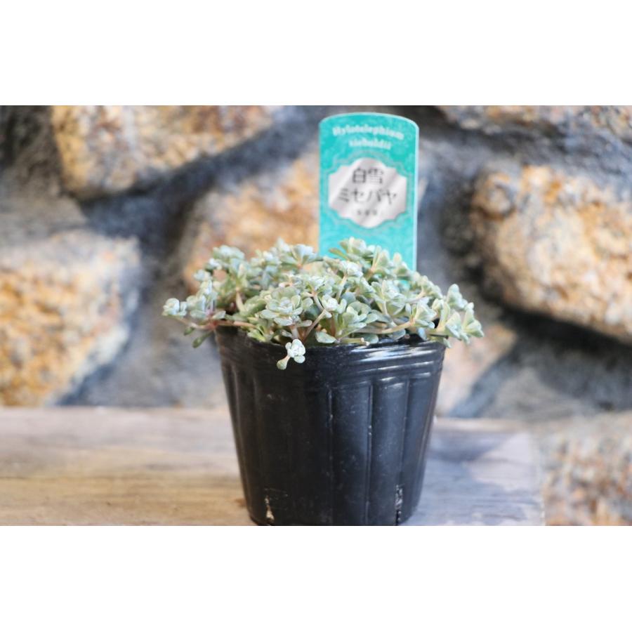 多肉植物  白雪ミセバヤ_(^O^) 白雪ミセバヤ｜🍀GreenSnap（グリーンスナップ）