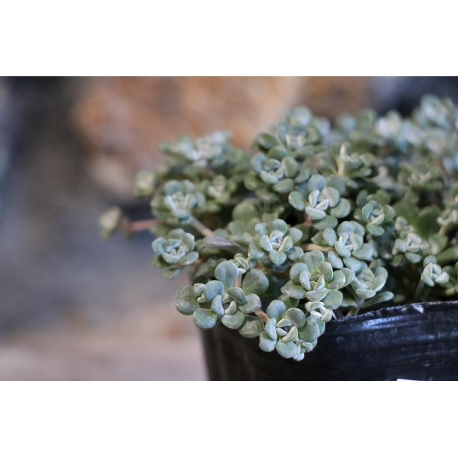 多肉植物  白雪ミセバヤ_(^O^) 白雪ミセバヤ - 「中越植物園オンラインショップ」