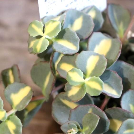 多肉植物 斑入りミセバヤ 2.5〜3号ポット苗 : グリーンプラザ山長