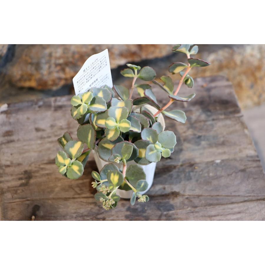 多肉植物 斑入りミセバヤ 2.5〜3号ポット苗 : グリーンプラザ山長