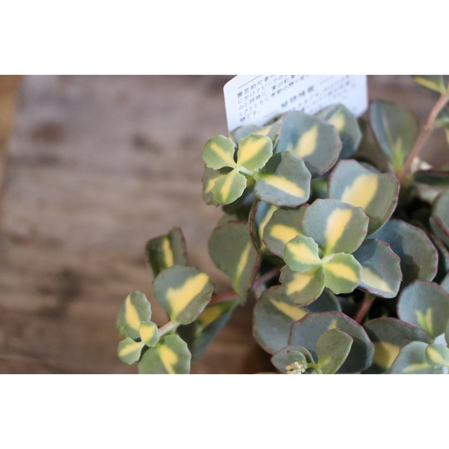 多肉植物 斑入りミセバヤ 2.5〜3号ポット苗 : グリーンプラザ山長