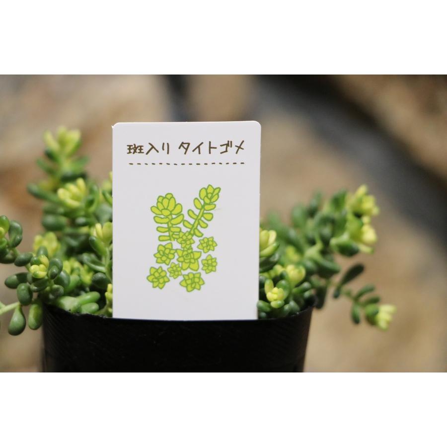 多肉植物 セダム 斑入りタイトゴメ 2.5〜3号ポット苗 : グリーンプラザ