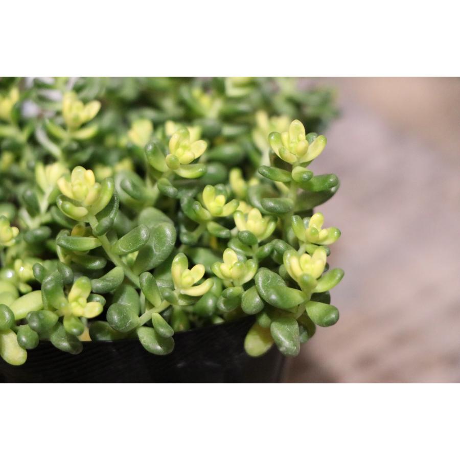 多肉植物 セダム 斑入りタイトゴメ 2.5〜3号ポット苗 : グリーンプラザ