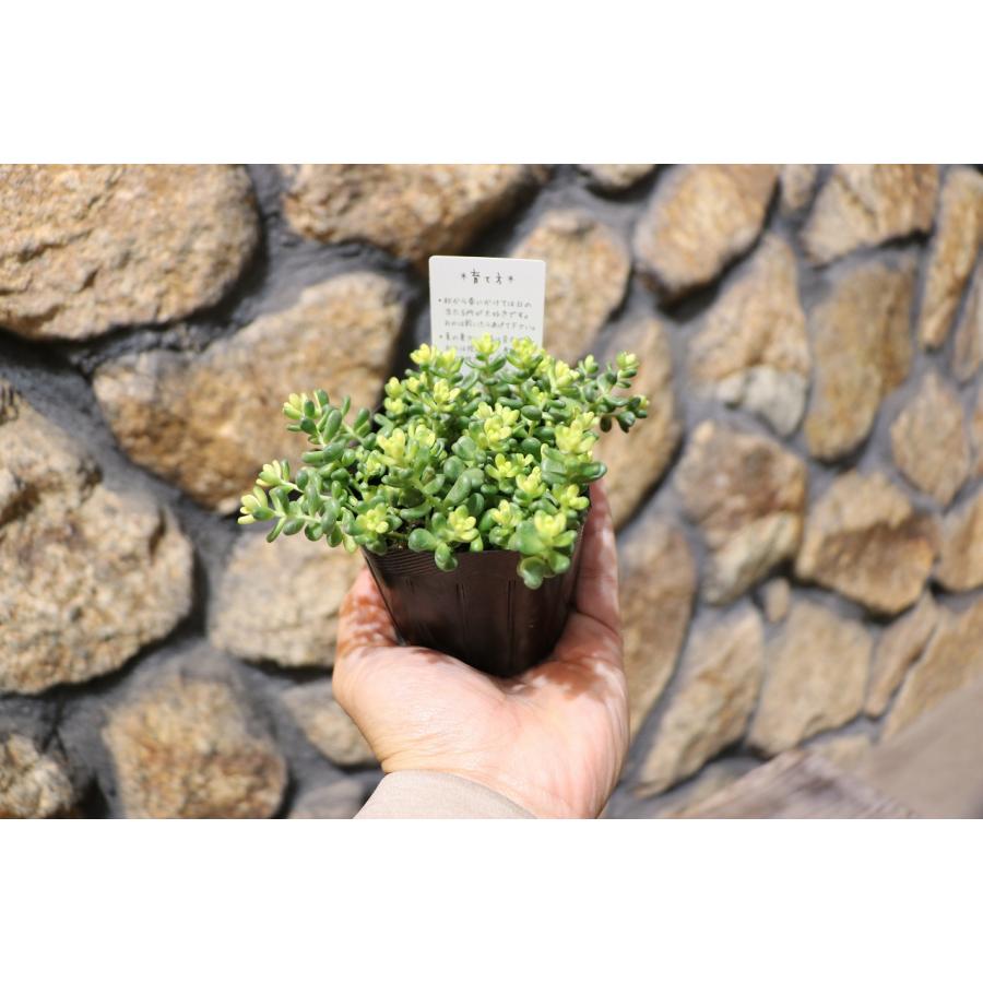 多肉植物 セダム 斑入りタイトゴメ 2.5〜3号ポット苗 : グリーンプラザ