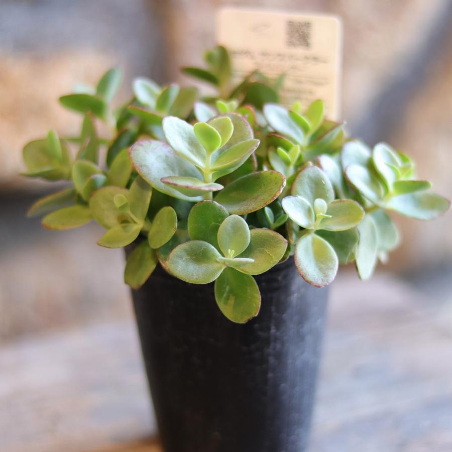 多肉植物 セダム ライムジンガー 2.5〜3号ポット苗 観葉植物 寄せ植え