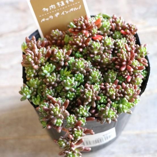 多肉植物 セダム ベッラ・デ・インベルノ 2.5〜3号ポット苗 寄せ植え