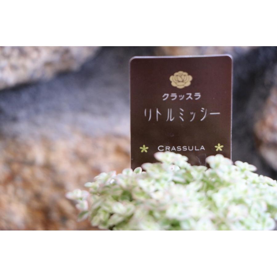 多肉植物 セダム リトルミッシー 2.5〜3号ポット苗｜gp-yamacho｜03