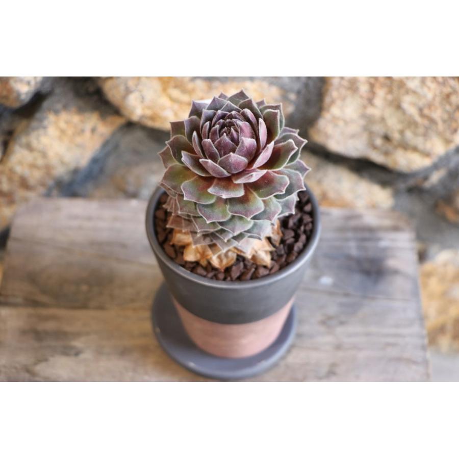 653円 最大95 オフ 現品６ 多肉植物 センペルビウム 陶器鉢植え 受け皿付き