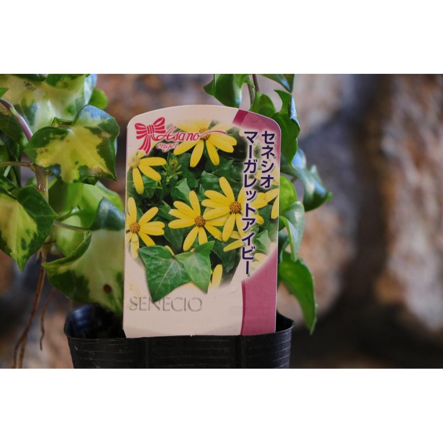 マーガレットアイビー 3〜3.5号ポット苗 セネシオ 寄せ植え 花壇