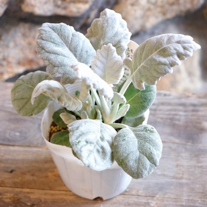 丸葉 シロタエギク もふもふ しろうさぎ 3〜3.5号ポット苗 白妙菊 白