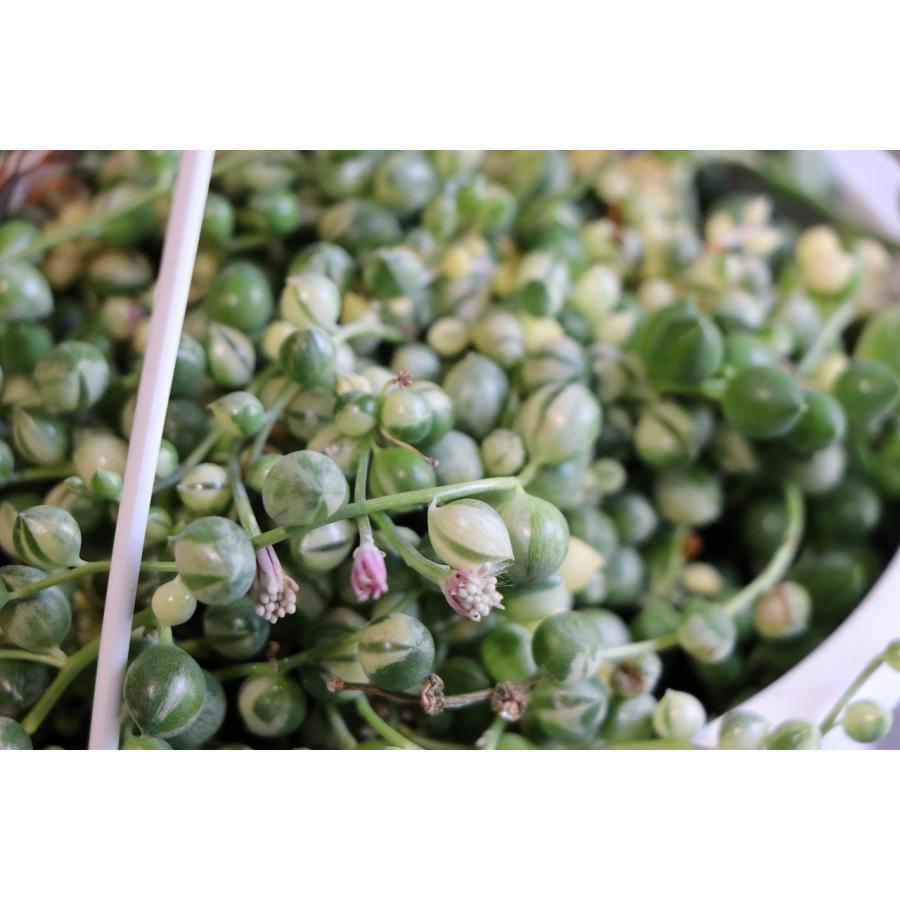 多肉植物 斑入り グリーンネックレス 5号吊り鉢 大株 観葉植物 お洒落