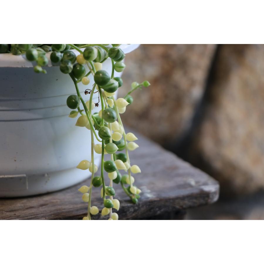 多肉植物 斑入り グリーンネックレス 5号吊り鉢 大株 観葉植物 お洒落