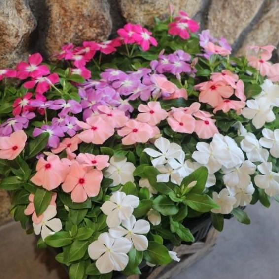 お買い得！】 直営農場直送！ ニチニチソウ （ビンカ）色おまかせ 20株