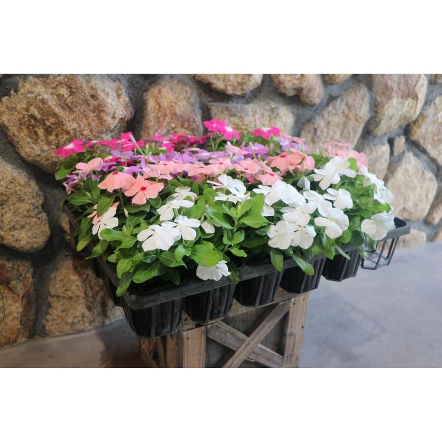 お買い得！】 直営農場直送！ ニチニチソウ （ビンカ）色おまかせ 20株