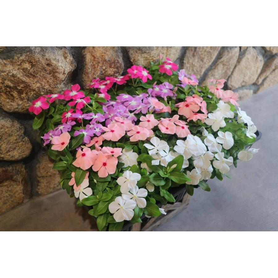 お買い得！】 直営農場直送！ ニチニチソウ （ビンカ）色おまかせ 20株