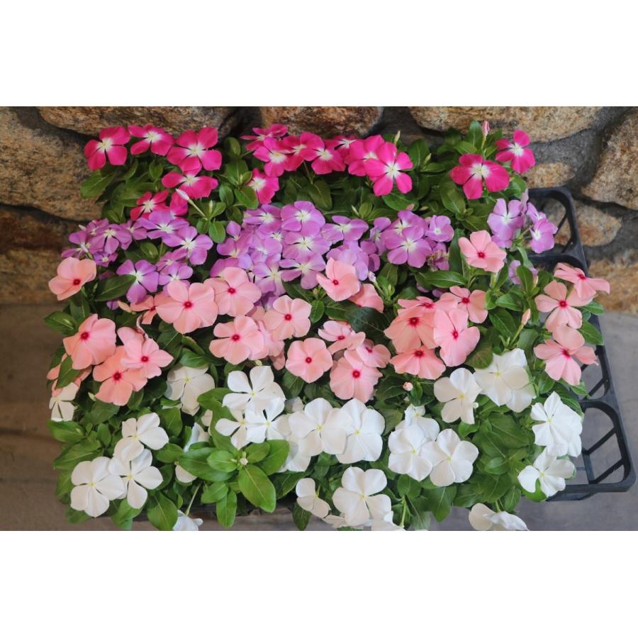 お買い得！】 直営農場直送！ ニチニチソウ （ビンカ）色おまかせ 20株