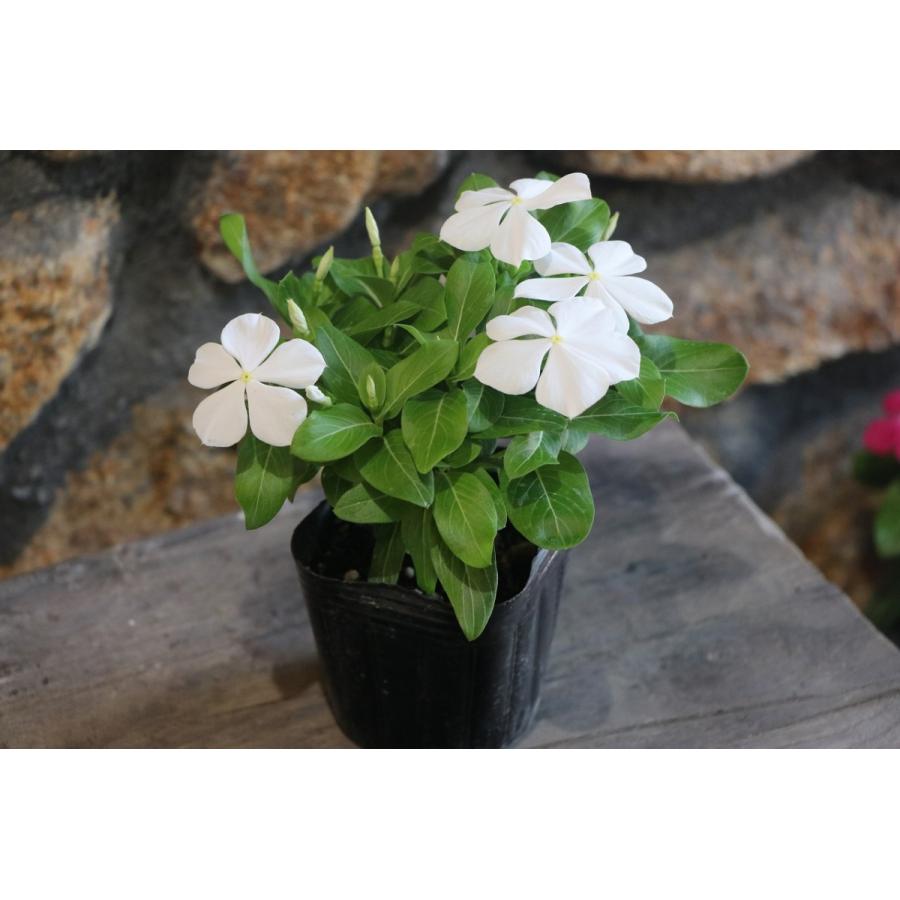 お買い得！】 直営農場直送！ ニチニチソウ （ビンカ）色おまかせ 20株