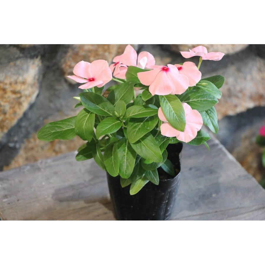 お買い得！】 直営農場直送！ ニチニチソウ （ビンカ）色おまかせ 20株