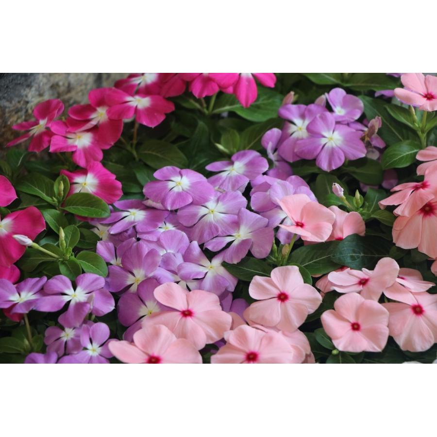 お買い得！】 直営農場直送！ ニチニチソウ （ビンカ）色おまかせ 20株