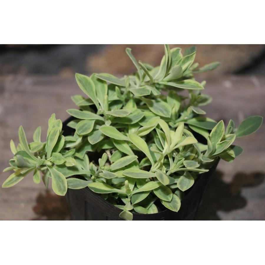 斑入り シレネ ユニフローラ ロゼア 2 5 3号ポット苗 寄せ植え 花壇 カラーリーフ Silene1 グリーンプラザ山長ヤフーショッピング店 通販 Yahoo ショッピング