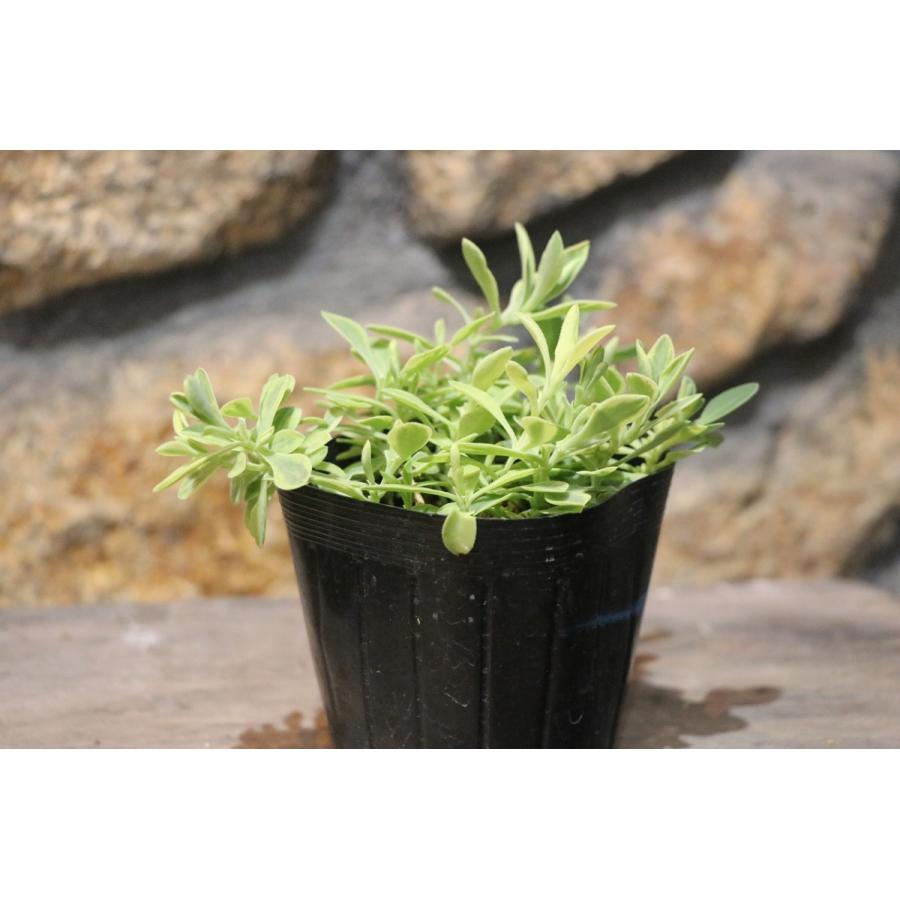 斑入り シレネ ユニフローラ ロゼア 2 5 3号ポット苗 寄せ植え 花壇 カラーリーフ Silene1 グリーンプラザ山長ヤフーショッピング店 通販 Yahoo ショッピング