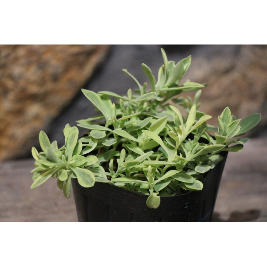 斑入り シレネ ユニフローラ ロゼア 2 5 3号ポット苗 寄せ植え 花壇 カラーリーフ Silene1 グリーンプラザ山長ヤフーショッピング店 通販 Yahoo ショッピング