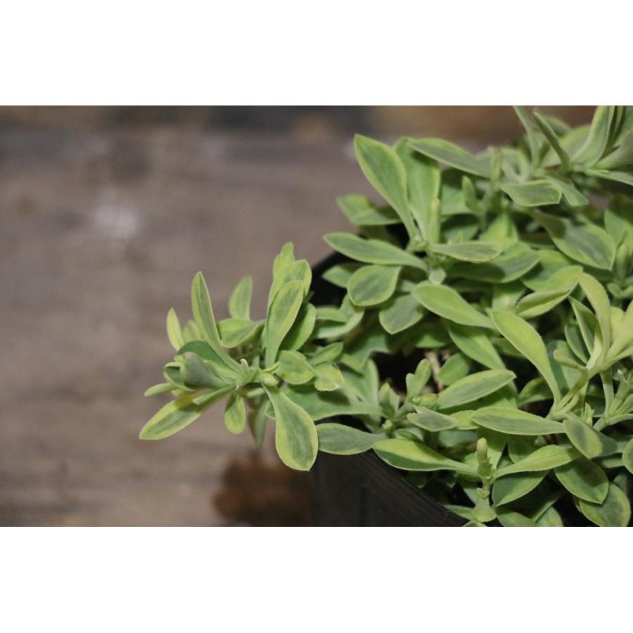 斑入り シレネ ユニフローラ ロゼア 2 5 3号ポット苗 寄せ植え 花壇 カラーリーフ Silene1 グリーンプラザ山長ヤフーショッピング店 通販 Yahoo ショッピング