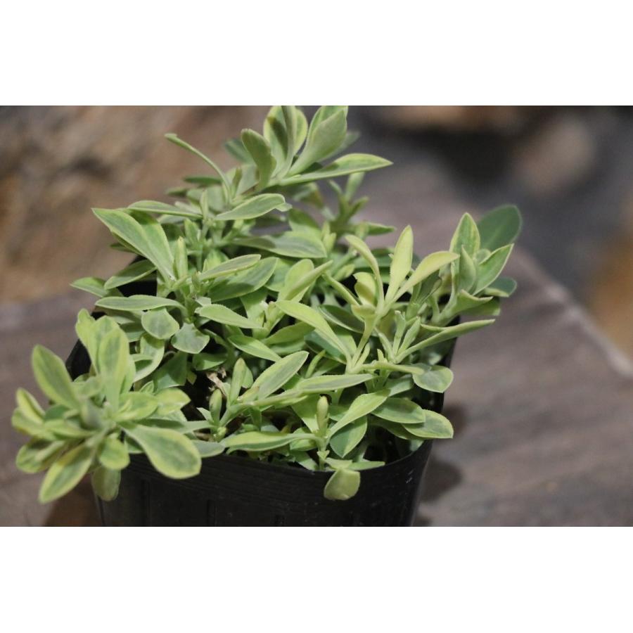 斑入り シレネ ユニフローラ ロゼア 2 5 3号ポット苗 寄せ植え 花壇 カラーリーフ Silene1 グリーンプラザ山長ヤフーショッピング店 通販 Yahoo ショッピング