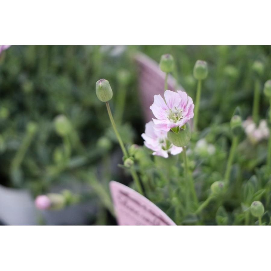 シレネ ユニフローラ ジュエル 2 5 3号ポット苗 寄せ植え 花壇 Silene3 グリーンプラザ山長ヤフーショッピング店 通販 Yahoo ショッピング