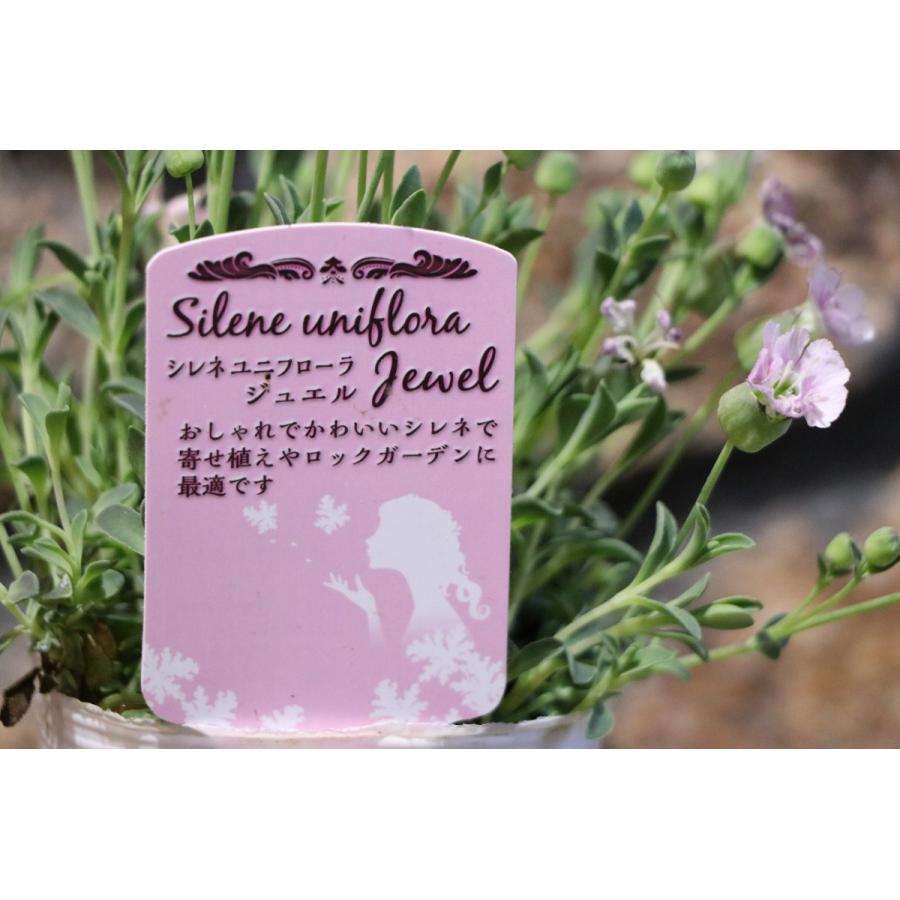 シレネ ユニフローラ ジュエル 2.5〜3号ポット苗 寄せ植え 花壇 