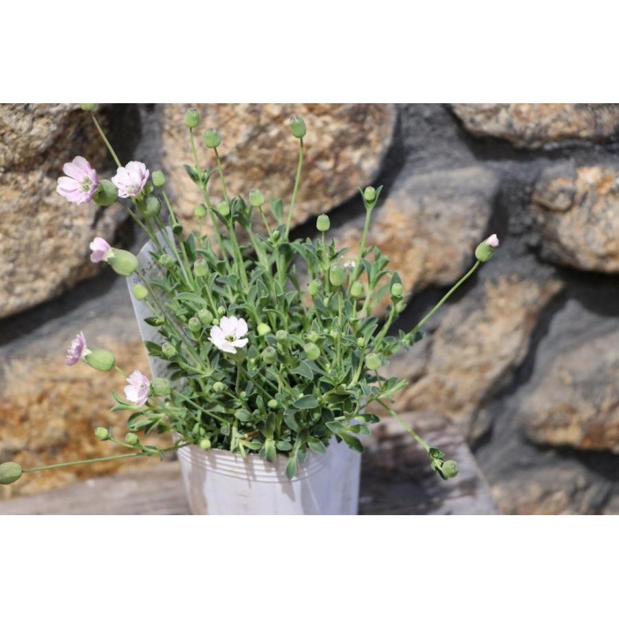 シレネ ユニフローラ ジュエル 2 5 3号ポット苗 寄せ植え 花壇 Silene3 グリーンプラザ山長ヤフーショッピング店 通販 Yahoo ショッピング