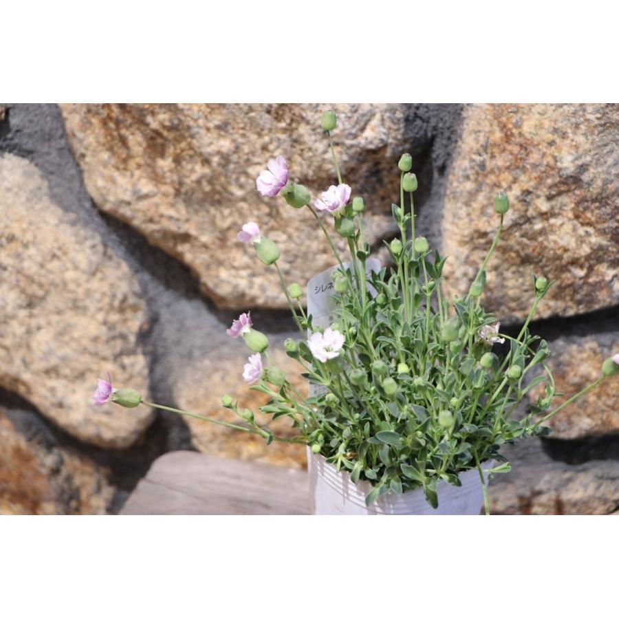 シレネ ユニフローラ ジュエル 2 5 3号ポット苗 寄せ植え 花壇 Silene3 グリーンプラザ山長ヤフーショッピング店 通販 Yahoo ショッピング