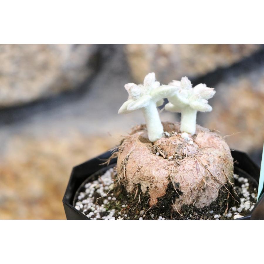 塊根植物 断崖の女王 シンニンギア 4号鉢 : グリーンプラザ山長ヤフー