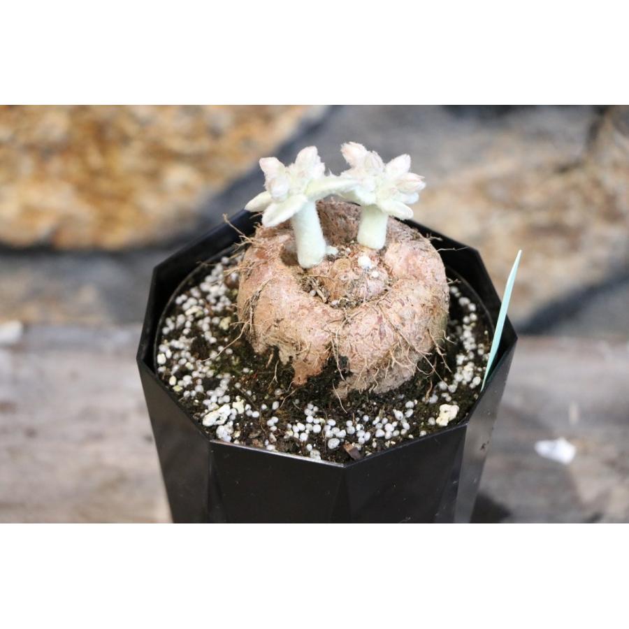 塊根植物 断崖の女王 シンニンギア 4号鉢 : グリーンプラザ山長ヤフー