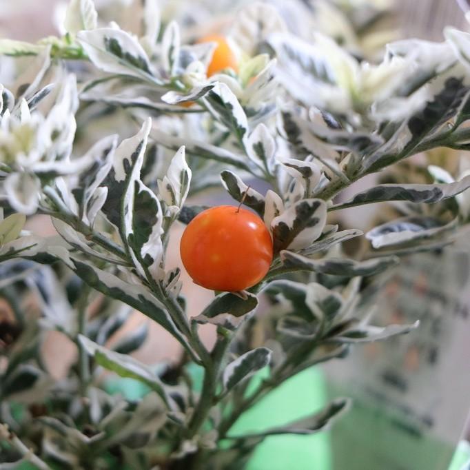 斑入り ソラナム スノーサンゴ 3〜3.5号ポット苗 花ナス 寄せ植え 花壇