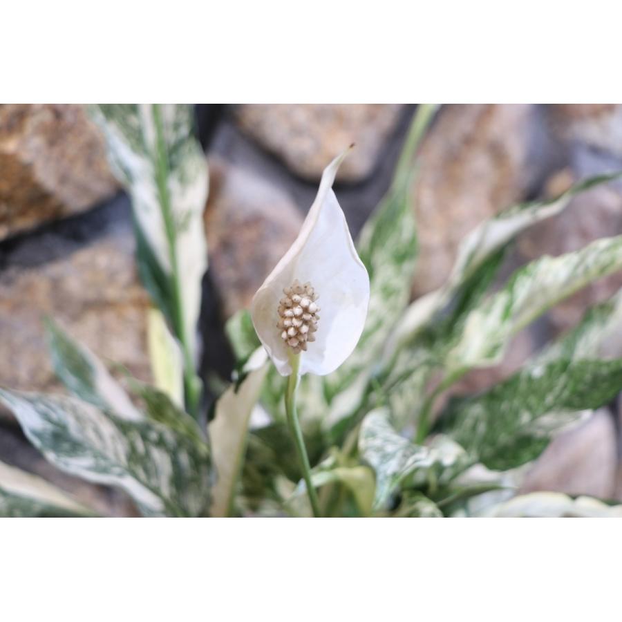 斑入り スパティフィラム バリエガータ 6号鉢 観葉植物 観葉花 希少 Spathiphyllum1 グリーンプラザ山長 通販 Yahoo ショッピング