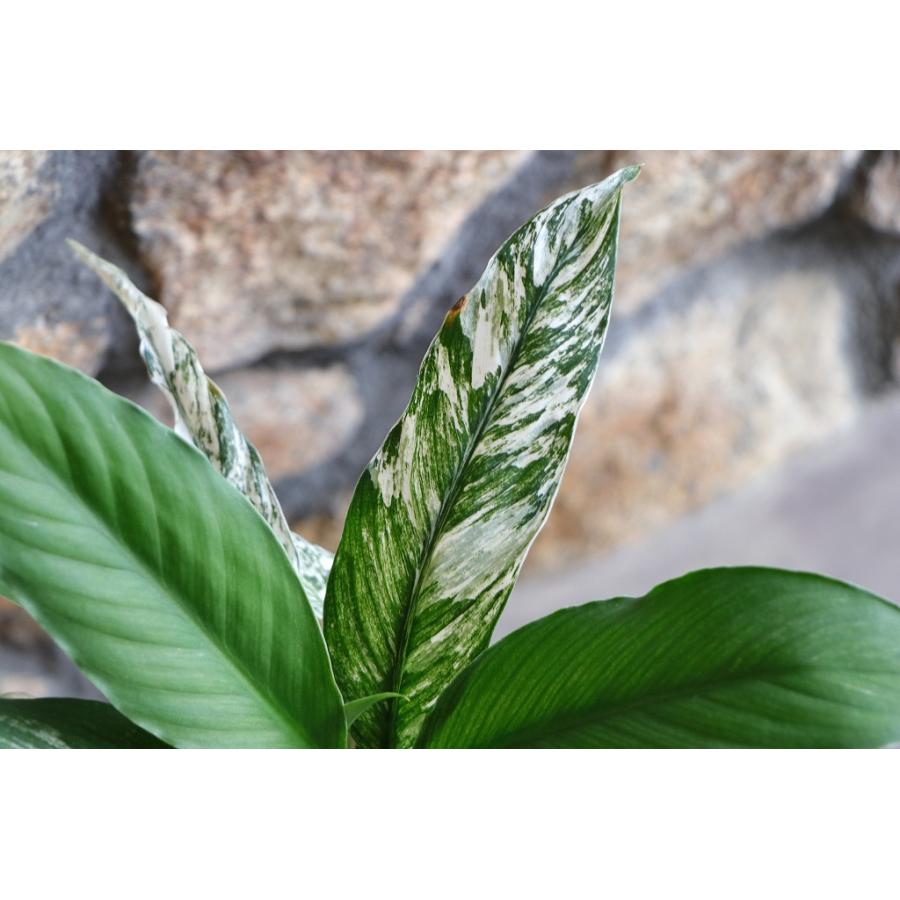 斑入り スパティフィラム いせ姫 3.5〜4号鉢 伊勢姫 観葉植物 観葉花