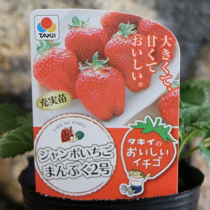 タキイ イチゴ苗 ジャンボイチゴ まんぷく2号 4号ポット苗 一季なり