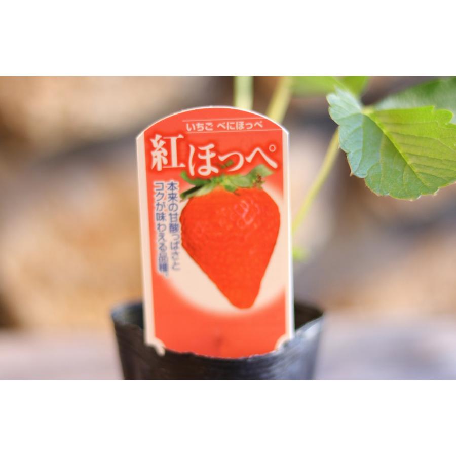 イチゴ苗 紅ほっぺ 3〜3.5号ポット苗 一季なり イチゴ 紅ホッペ 寄せ