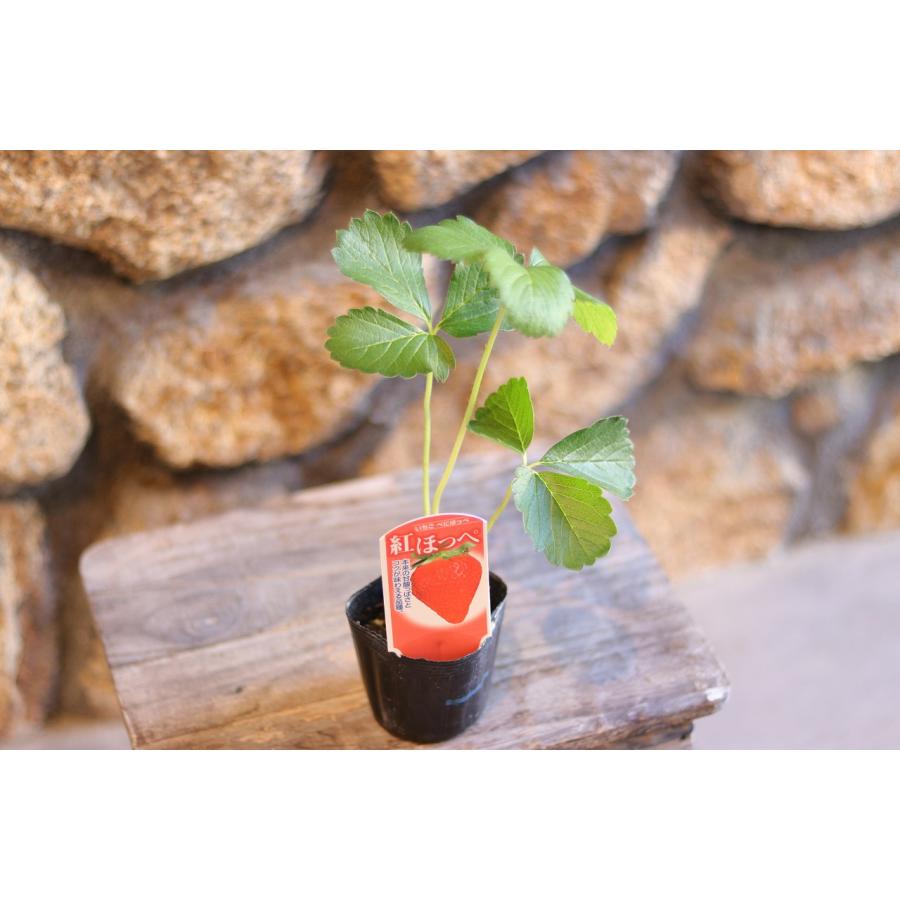 いちご苗　紅ほっぺ　3寸ポット入り　45本 数量限定】果物の苗 紅ほっぺ イチゴ ・いちご苗 3ポットセット/3号