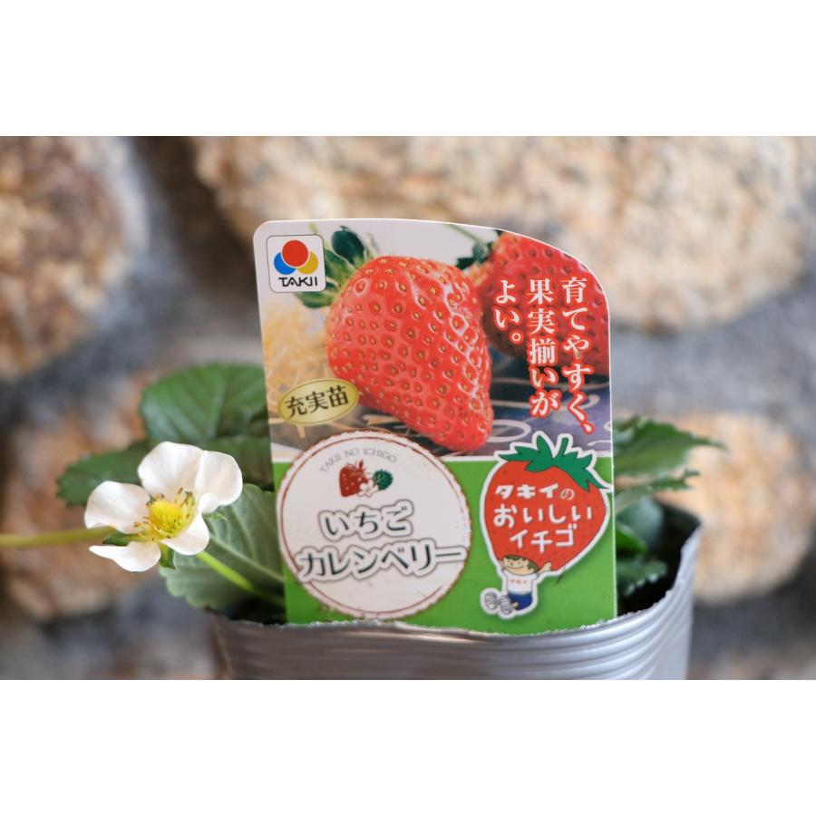 タキイ イチゴ苗 カレンベリー 4号ポット苗 一季なり イチゴ 寄せ植え