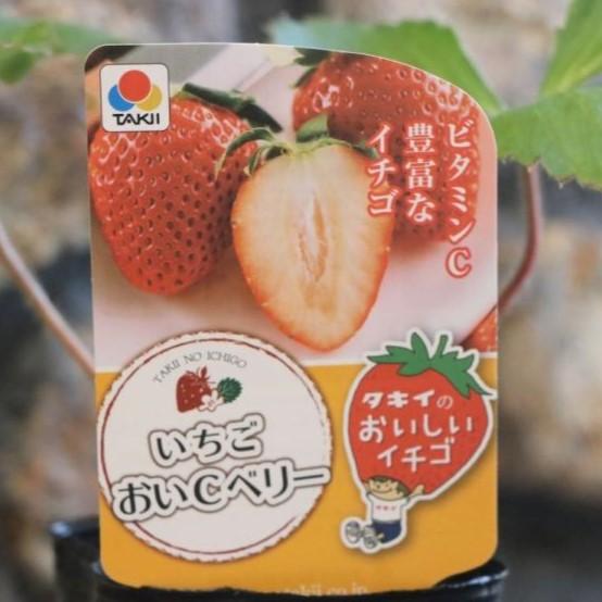 タキイ イチゴ苗 おいCベリー 3号ポット苗 一季なり : グリーンプラザ